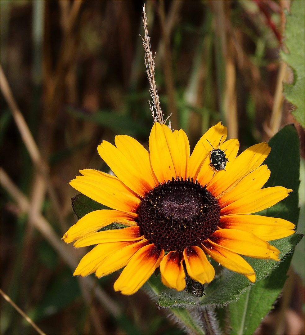 ° Die Farben des Sommers °