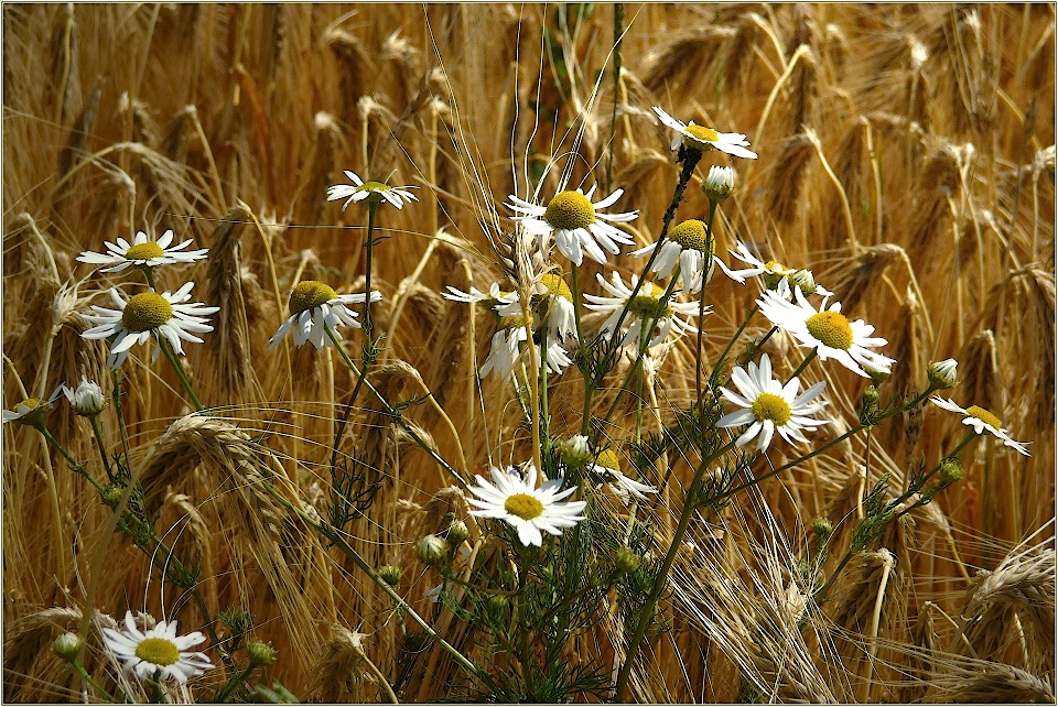 Die Farben des Sommers (II)