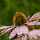 Die Farben des Sommers sind schon herbstlich geworden.....