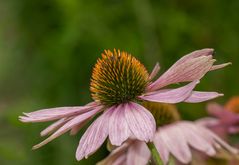 Die Farben des Sommers sind schon herbstlich geworden.....