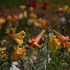 Die Farben des Spätsommers 