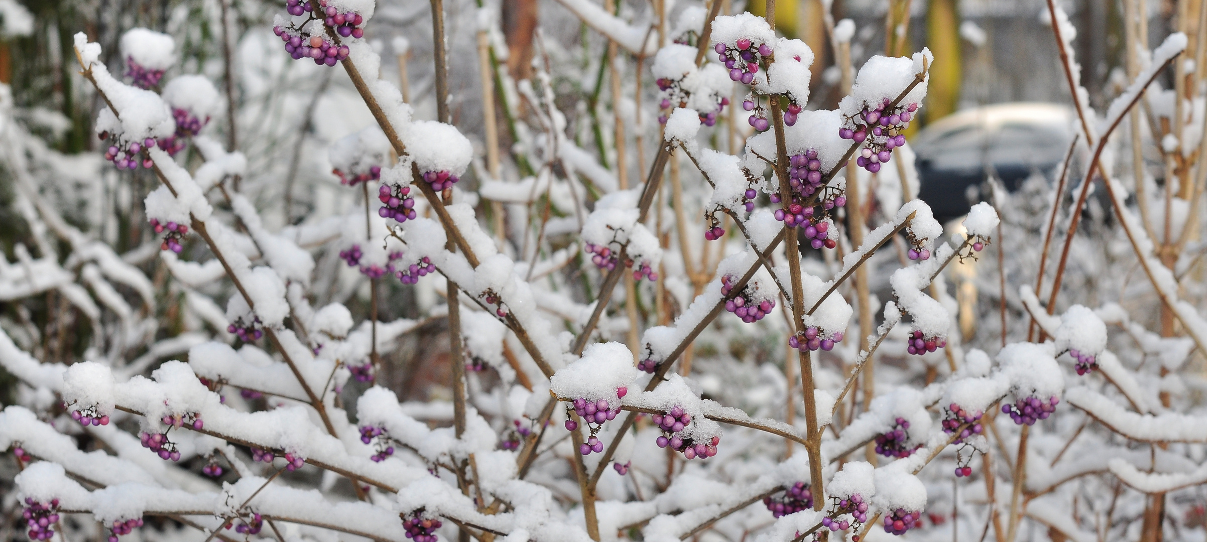 Die Farben des Winters....