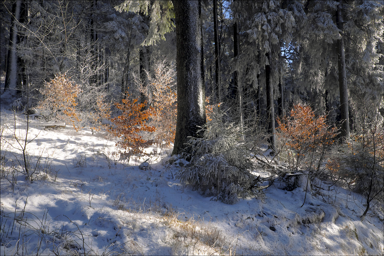 die Farben des Winterwaldes