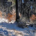 die Farben des Winterwaldes