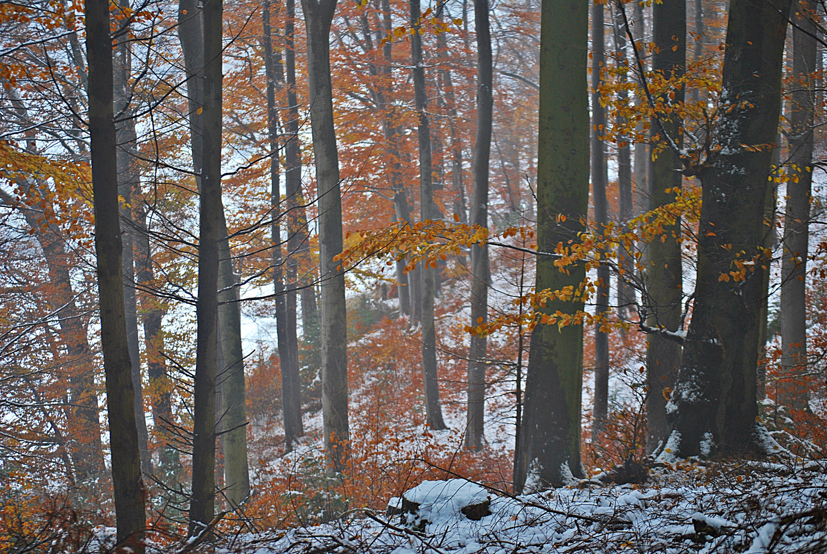 die Farben des Winterwalds...