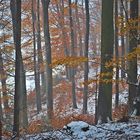 die Farben des Winterwalds...