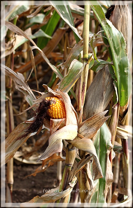 Die Farben im Herbst 2013