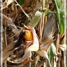 Die Farben im Herbst 2013