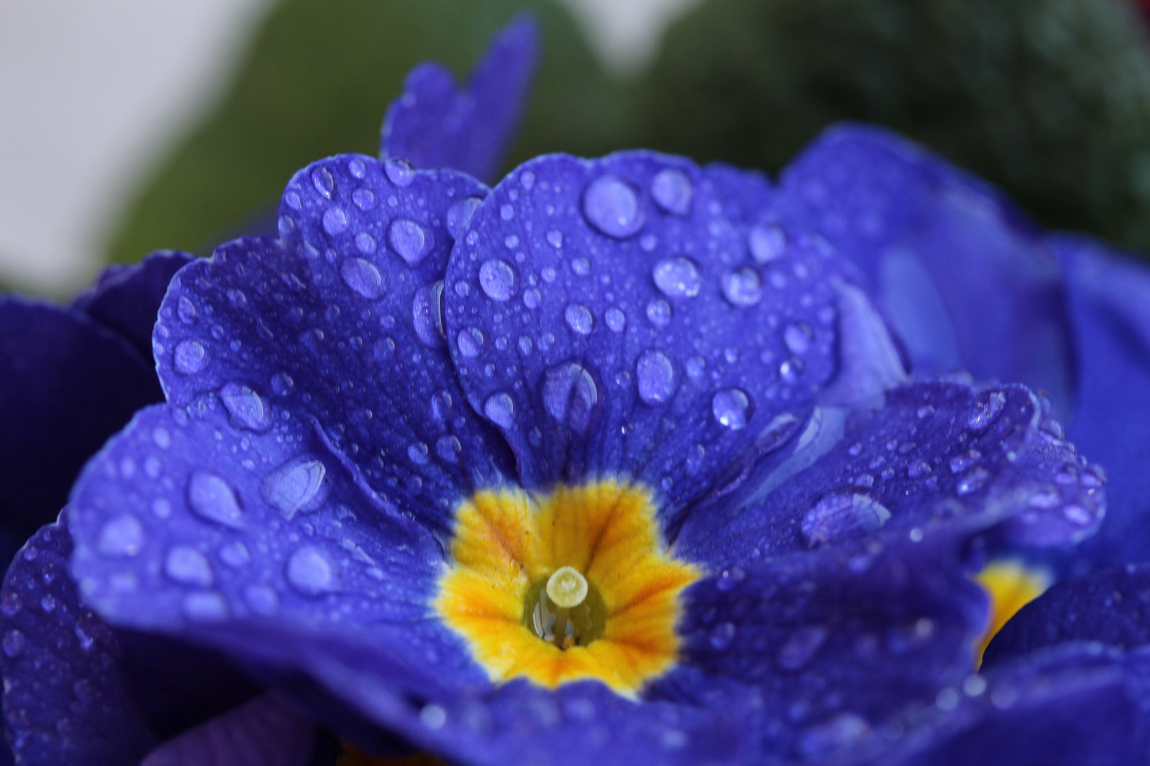 Die Farben leuchten, es wird Frühling