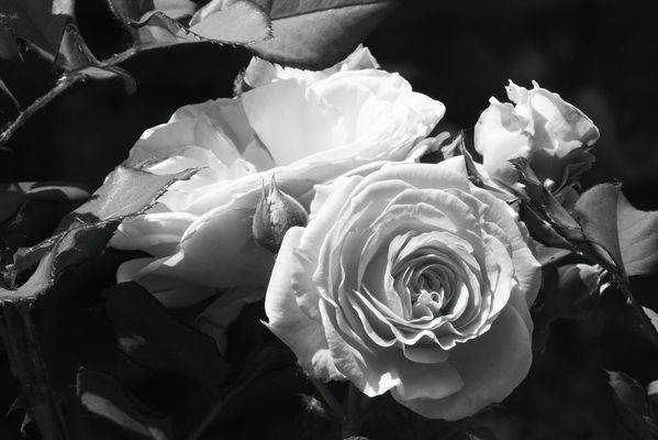 Die Farben machen die Rosen nicht schöner....