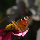 ...die Farben schon verblasst - genieße noch den Nektar!