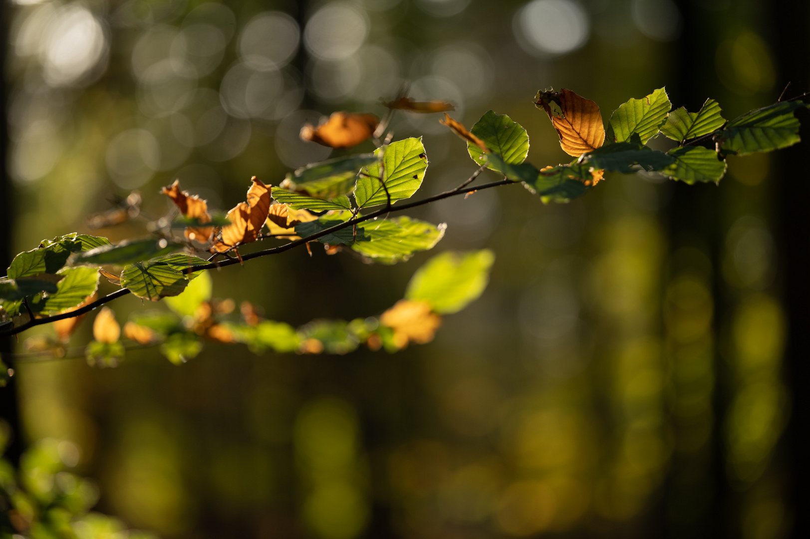 Die Farben und das Licht des Herbstes