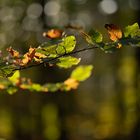 Die Farben und das Licht des Herbstes