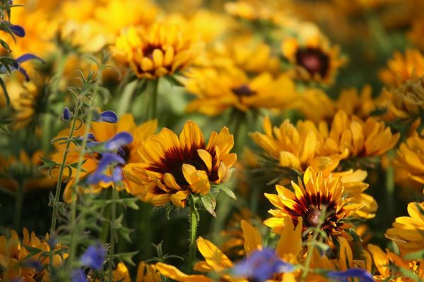 Die Farbendes Sommers