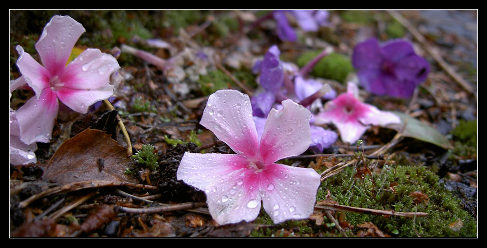 Die Farbenflut des Sommers, sie verebbt