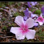 Die Farbenflut des Sommers, sie verebbt