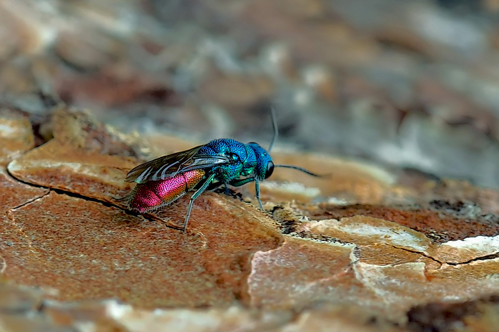 Die farbenfrohe Gemeine Goldwespe (Chrysis ignita) 