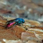 Die farbenfrohe Gemeine Goldwespe (Chrysis ignita) 