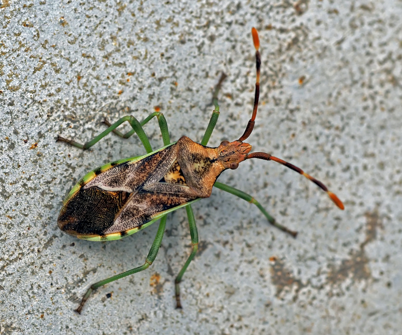 Die farbenfrohe Wacholder-Randwanze (Gonocerus juniperi)!  - Une punaise, juniperi, bien colorée..*