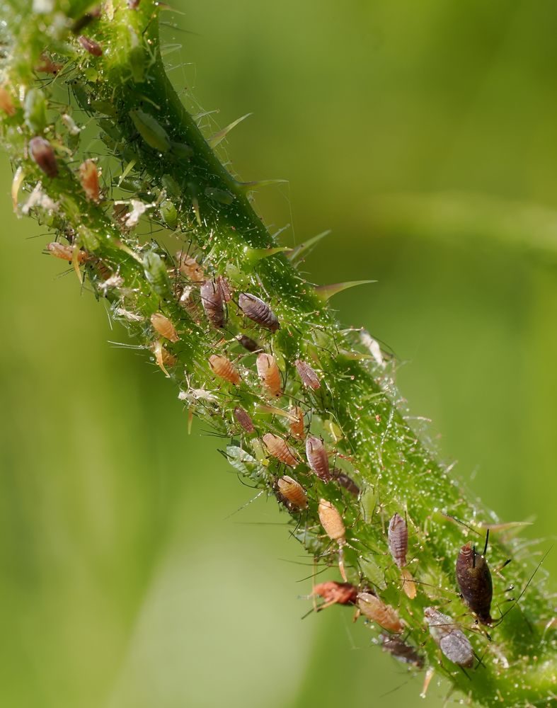 die farbenfrohen Läuse Foto & Bild nah & makro, tiere, wildlife