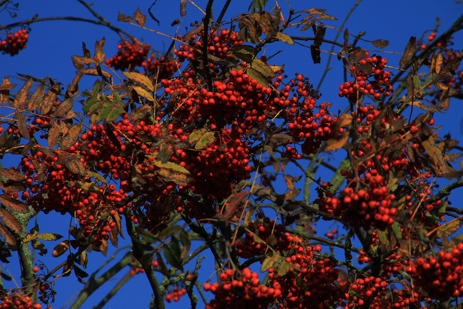 Die Farbenpracht der Eberesche im Herbst