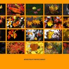 die Farbenpracht der Herbstblätter 