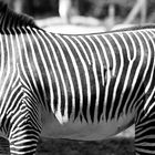 Die "Farbenpracht" der Zebras