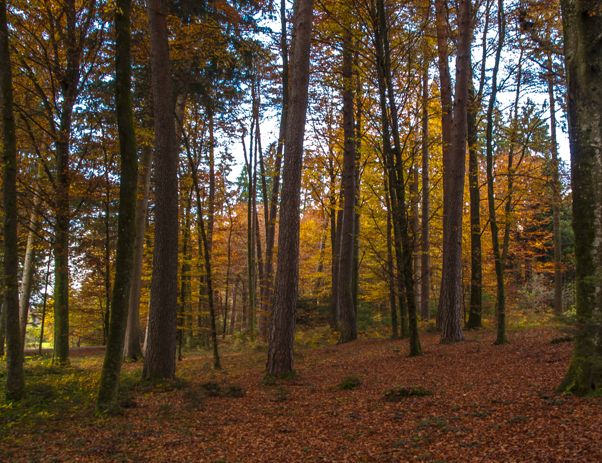 DIE FARBENPRACHT DES HERBSTES