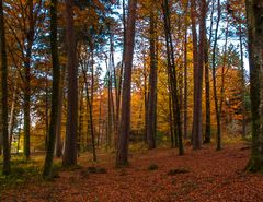 DIE FARBENPRACHT DES HERBSTES