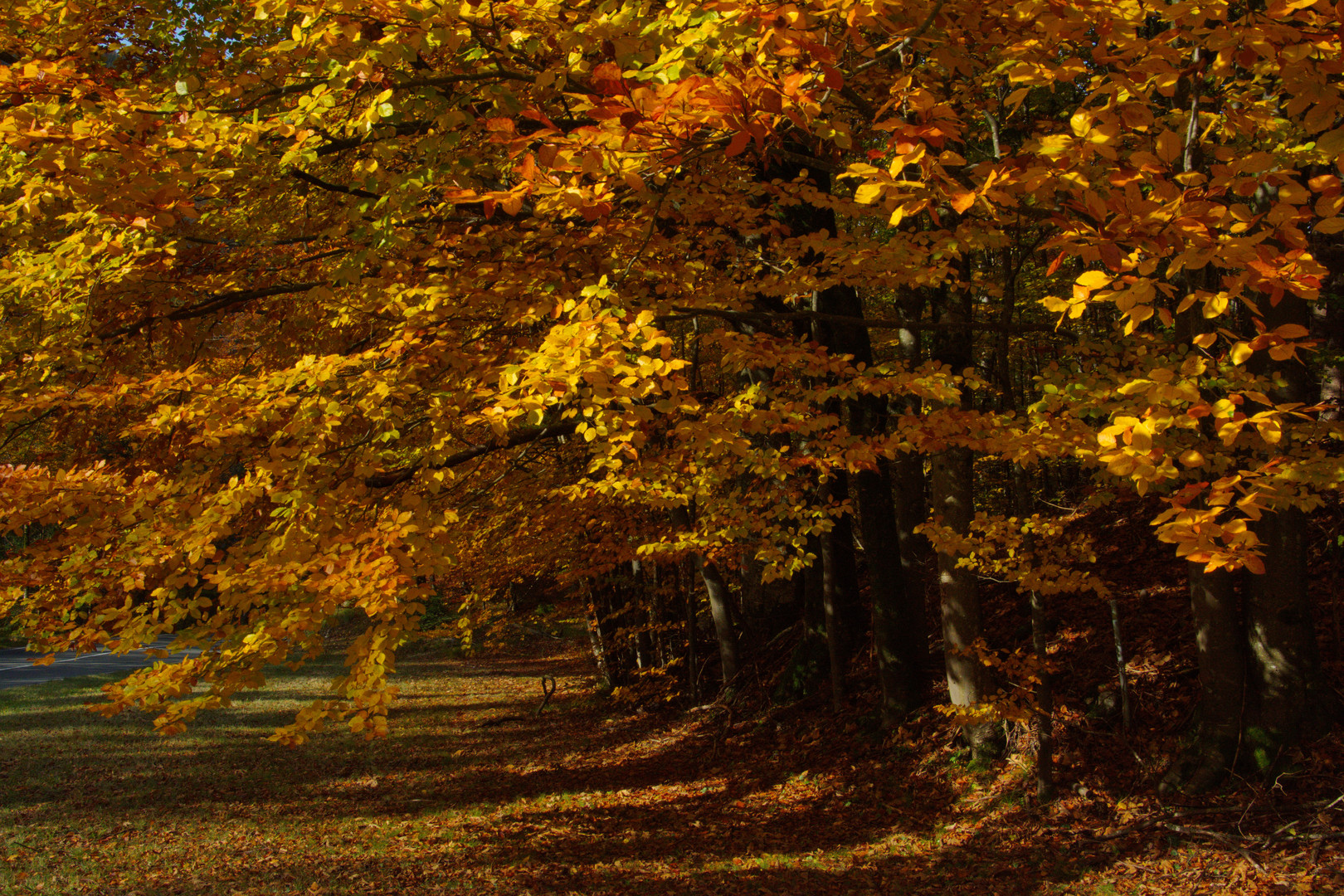 Die Farbenpracht des Herbstwaldes...