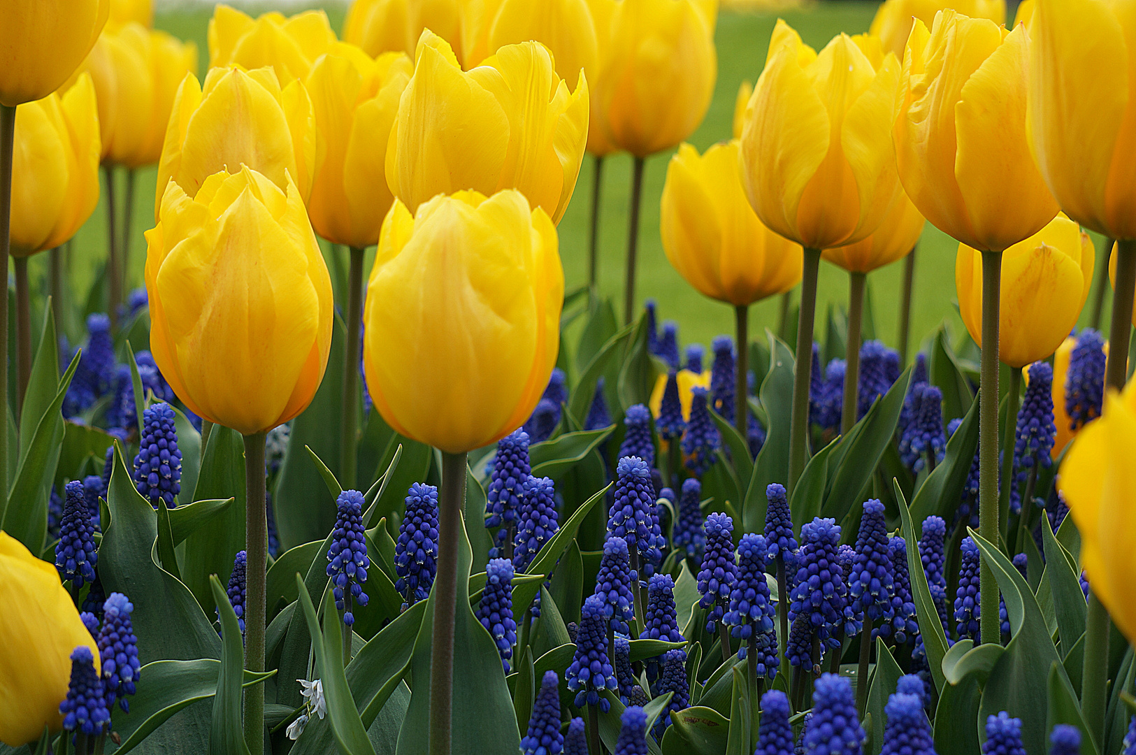 Die Farbenpracht im Frühling