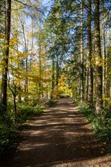 Die Farbenpracht im Herbst