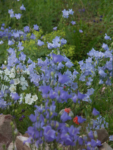 ....die Farbenpracht in unserem Garten.....