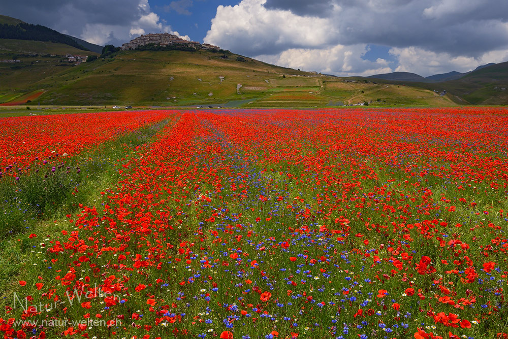 Die Farbenpracht von Castelluccio di Norcia