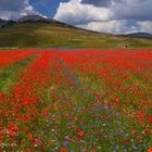 Die Farbenpracht von Castelluccio di Norcia