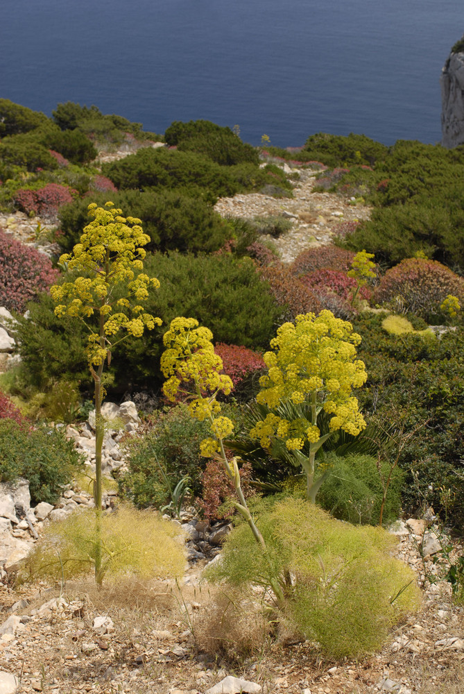 Die farbenprächtige Macchia am Capo Caccia