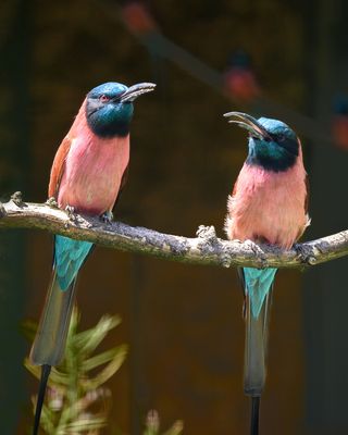 Die farbenprächtigen Scharlachspinte