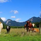 Die Farbenvielfalt der Natur