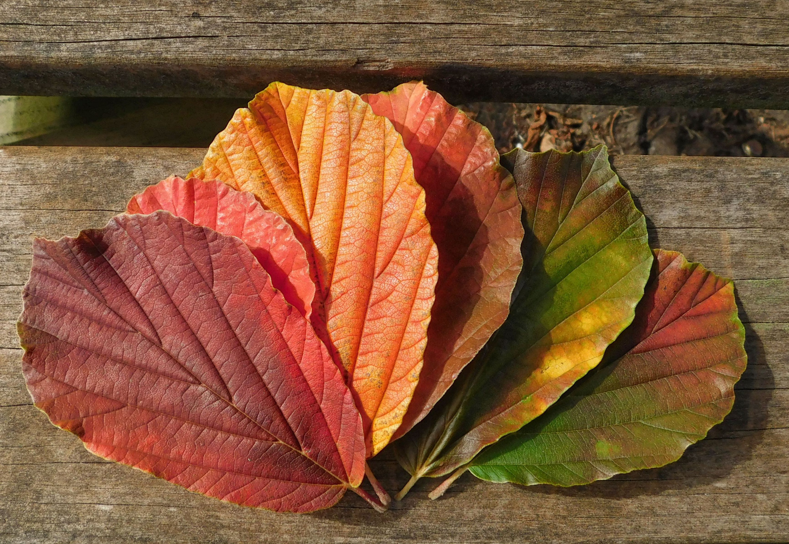 Die Farbpalette des Herbstes....