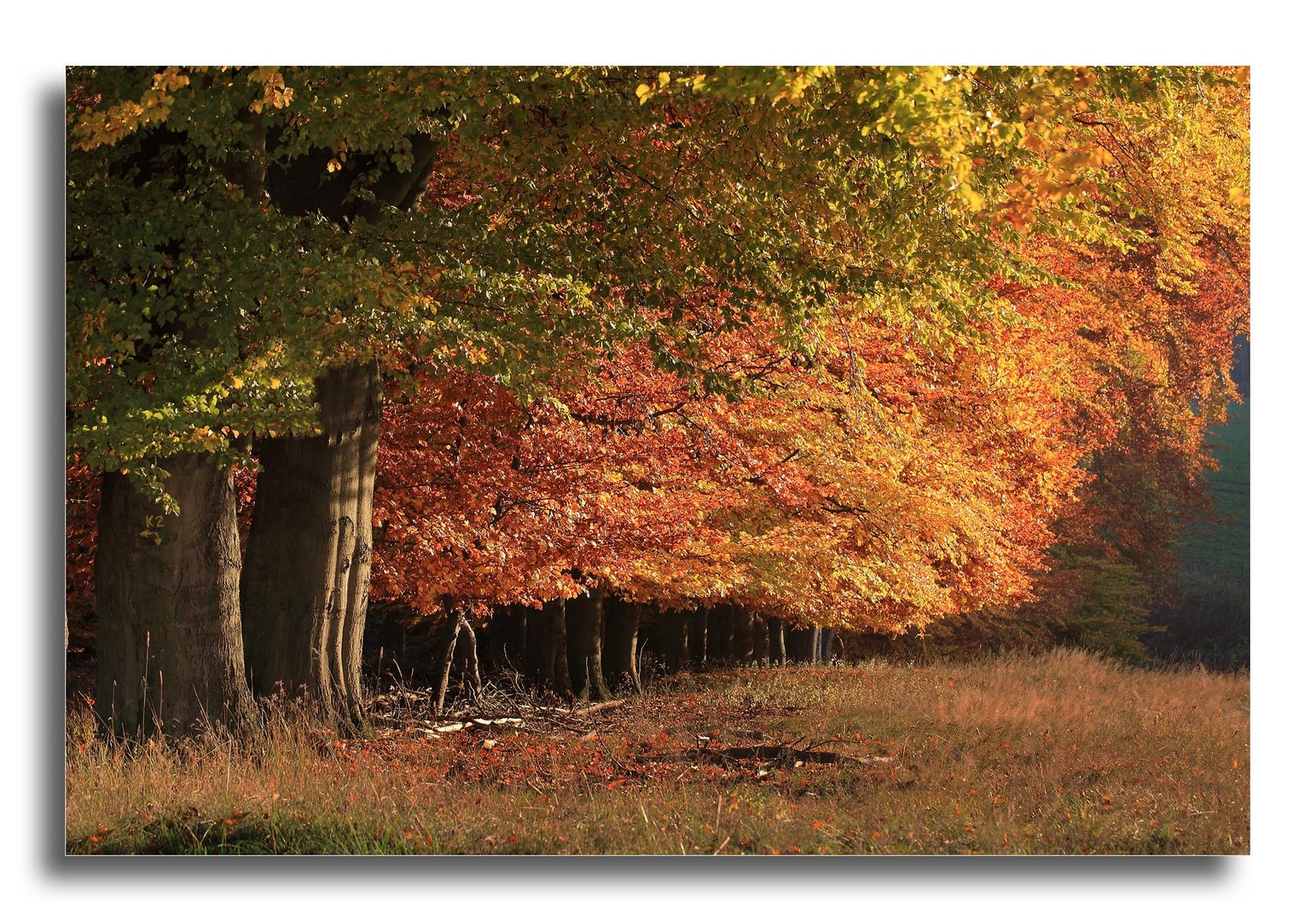 Die Farbpalette des Herbstes