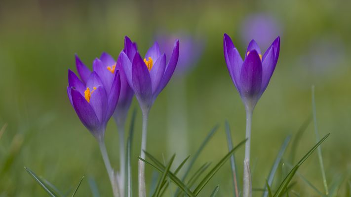 Die Farbtupfer der Natur.