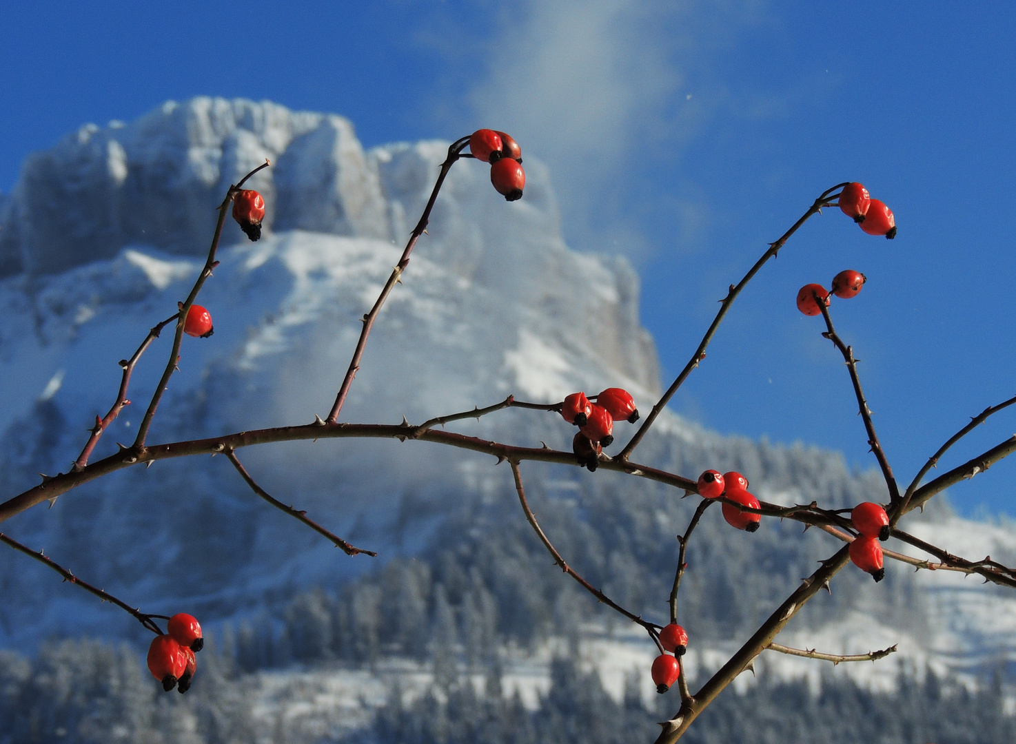 Die Farbtupfer des Winters