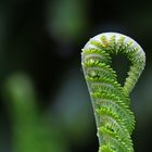 die Farnzeit steht bevor