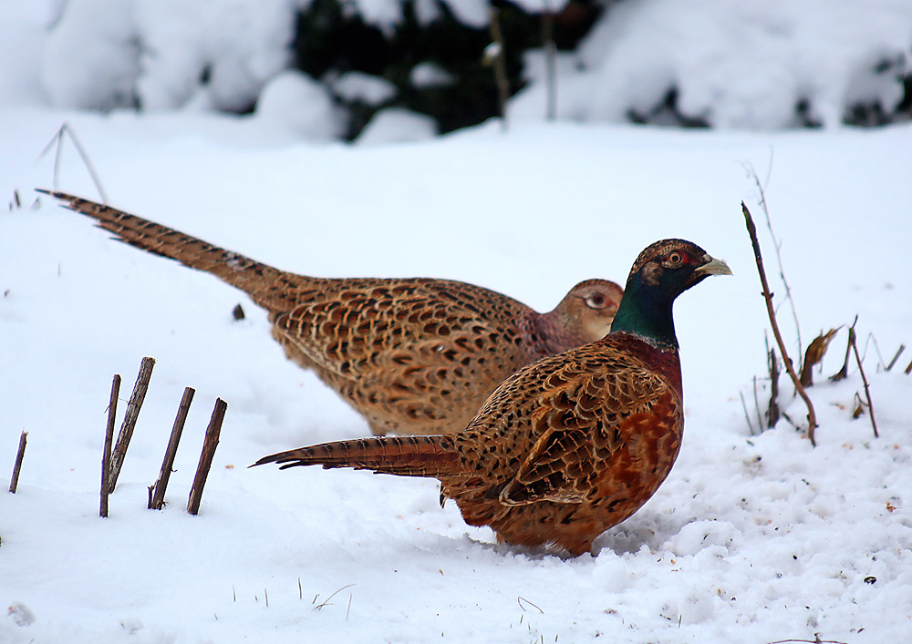 Die Fasanen Foto & Bild tiere wildlife wild lebende vögel Bilder auf