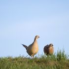 Die Fasanhennen...