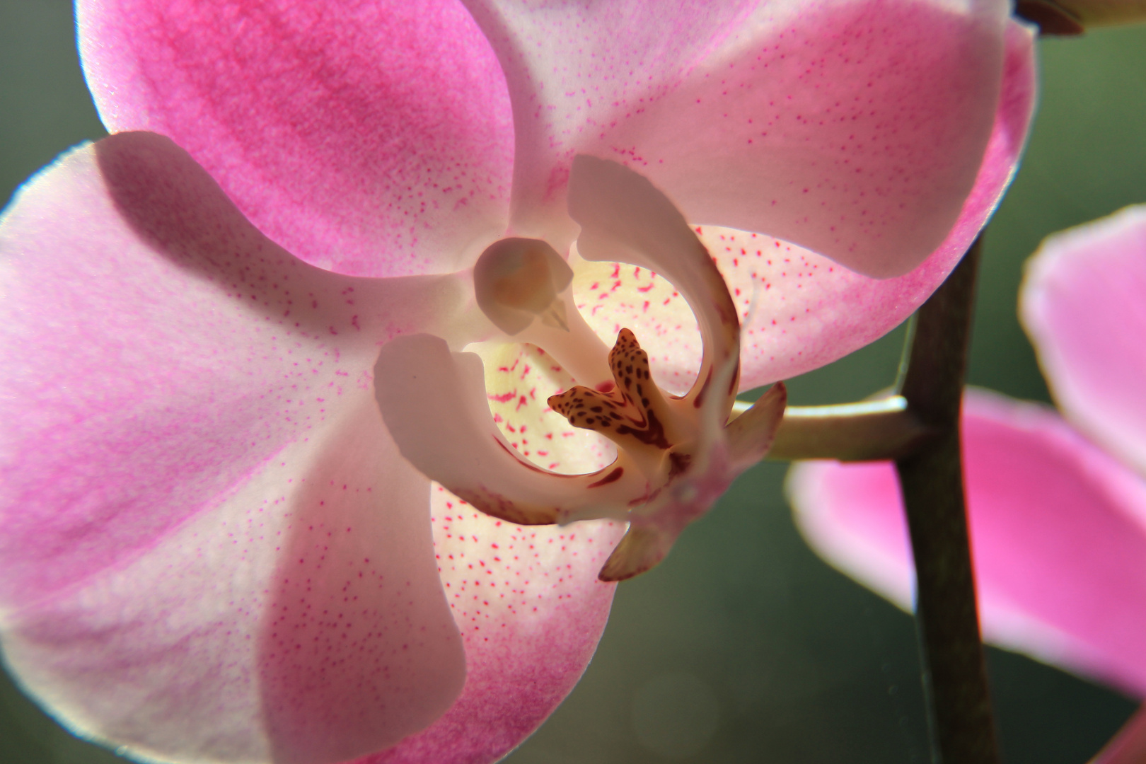 ...die fast immer blühenden Orchideen!