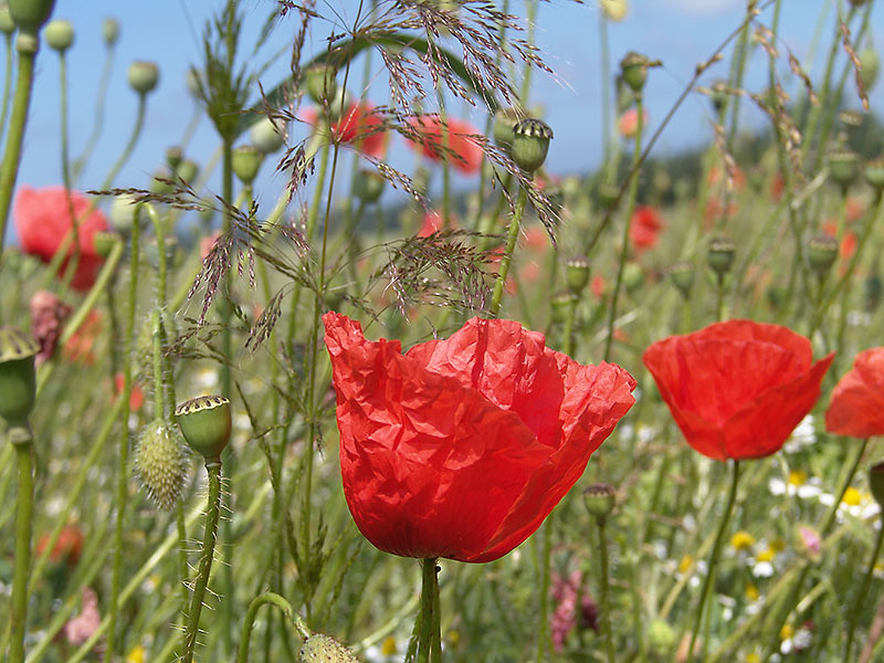 die fast letzte Mohnblüte