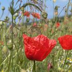 die fast letzte Mohnblüte