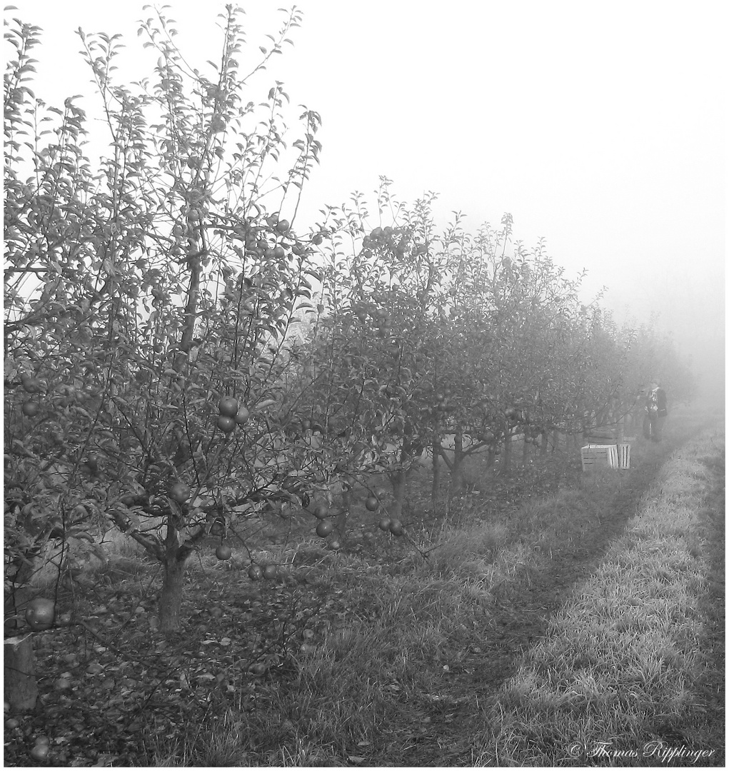 Die fast letzten Äpfel un der erste Frost... sw