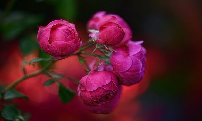 die fast letzten rosen in meinem garten ...